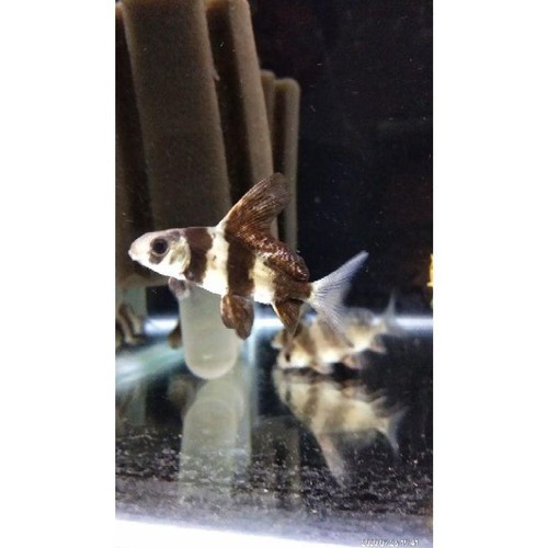 ikan chf chinese high fin size 5 cm