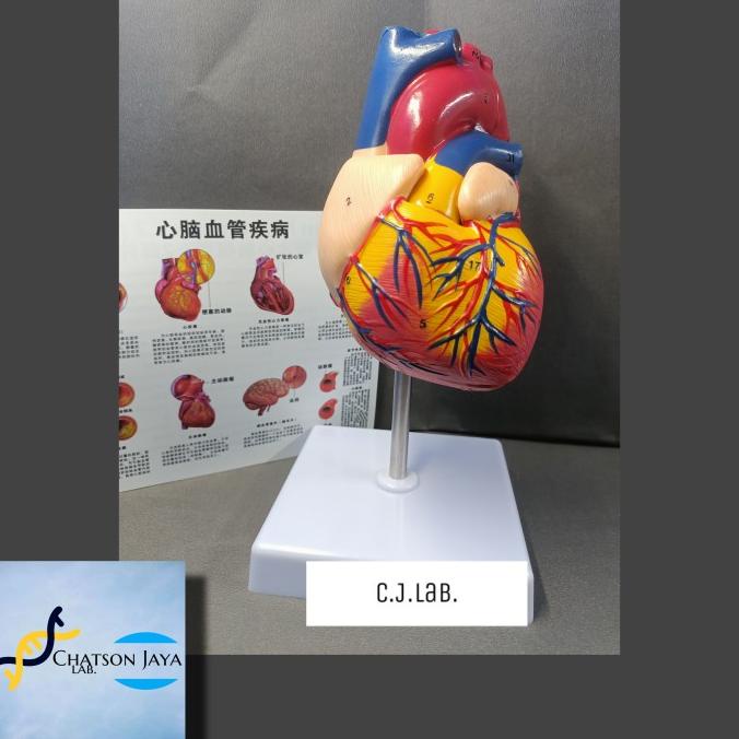 Alat Peraga Anatomi Jantung Manusia Terdiri 2 Bagian-Manekin Jantung