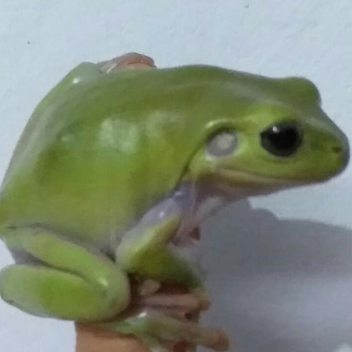 katak ijo( dumpy frog)