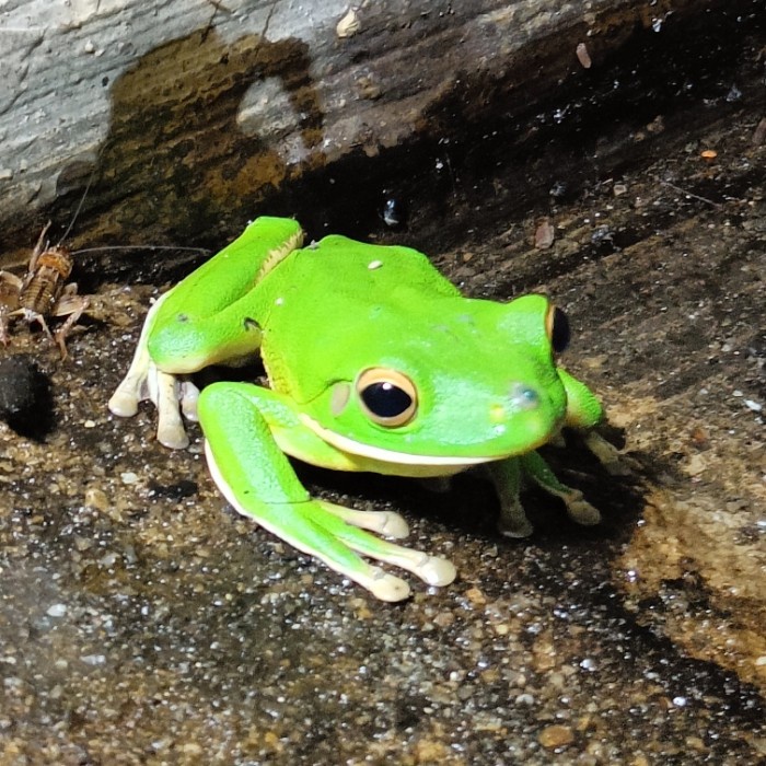 green dumpy tree frog white lips katak dumpy