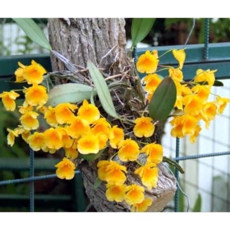 Super Promo Anggrek Dendrobium dewasa agregatum dewasa