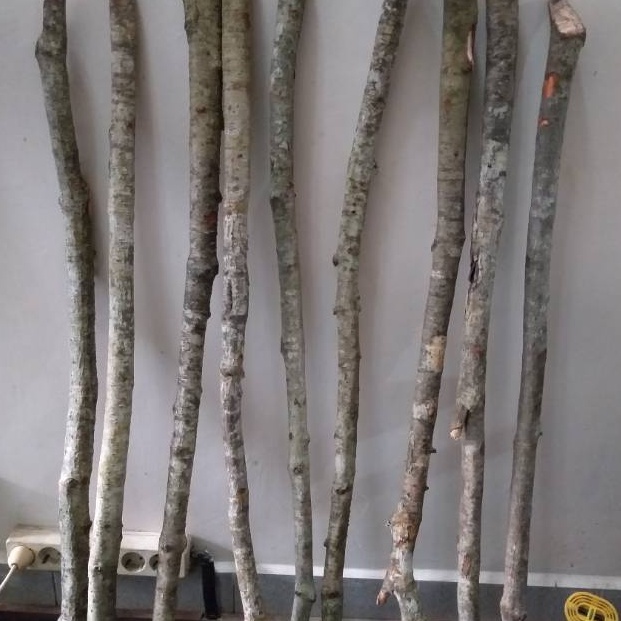 Stock readyx4X8j Kayu kaboa asli sancang garut panjang 5 cm