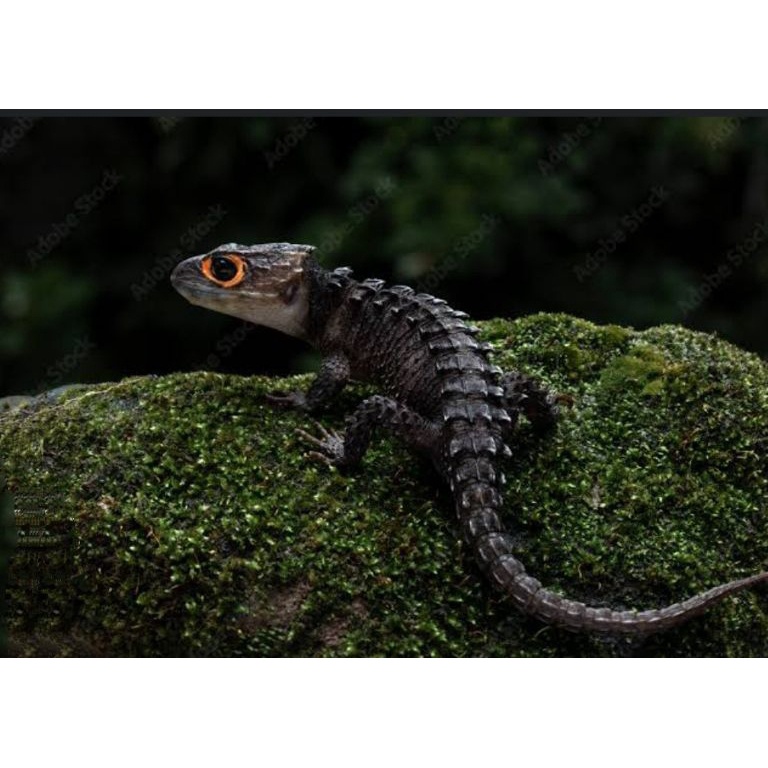 BIG PROMO  Mainan Reptiler Crocodile Skink  C. S Mulus