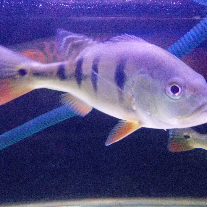 ikan pbass mono besar