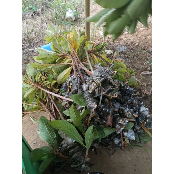 Fc mamey sapote KBB// potong cangkok mamey sapote KBB