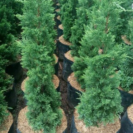 Minluch Pohon Cemara Lilin 1 Meter