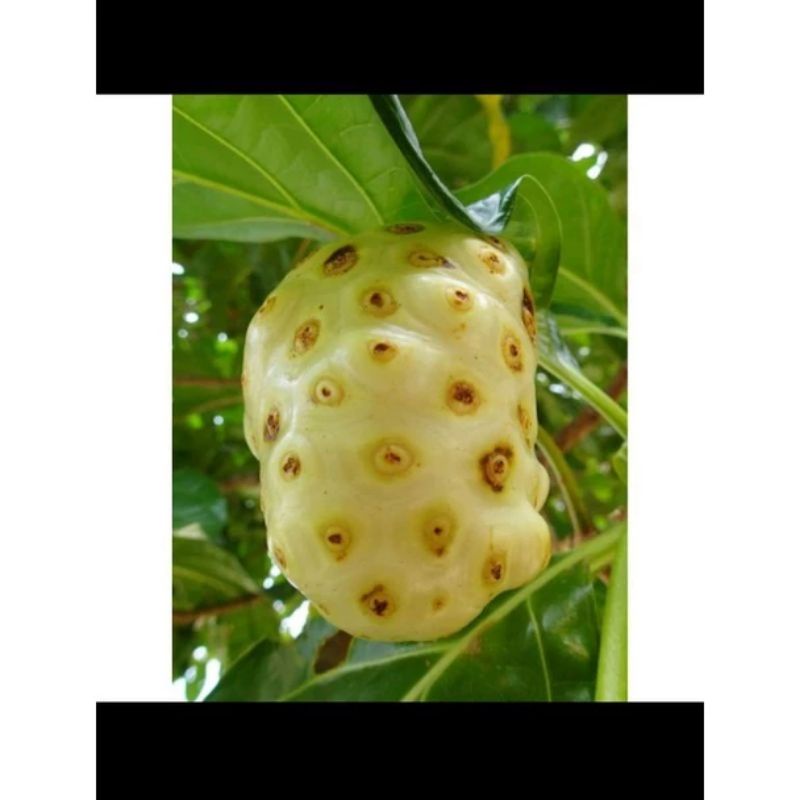

Buah Pace/mengkudu fresh murah terlaris di ambil dadakan