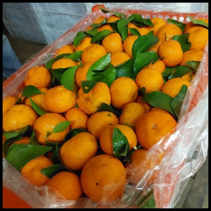 

TERMURAH BUAH JERUK SANTANG DAUN TANGERINE ENAK/ JERUK IMPORT/ GIFT