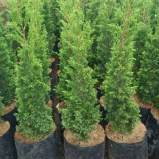 Tanaman Cemara Lilin 1 Meter