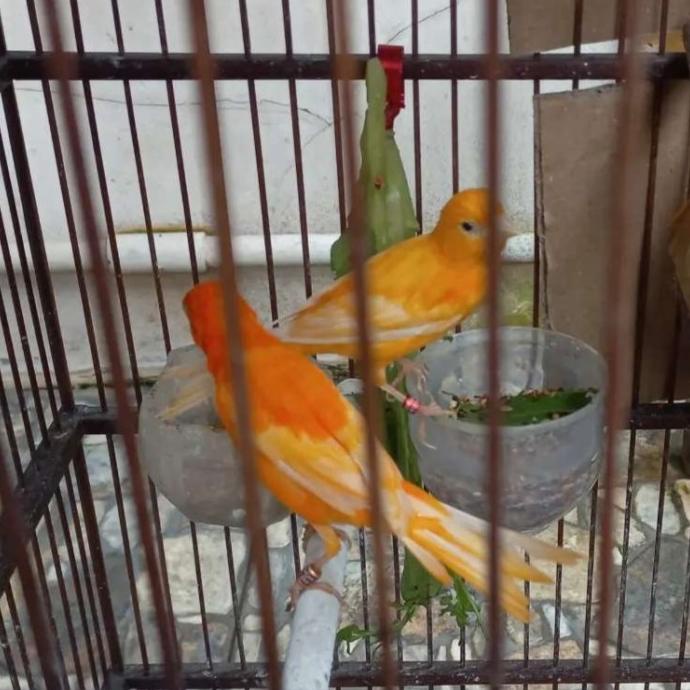 Burung Kenari Loper Sepasang Warna Orange
