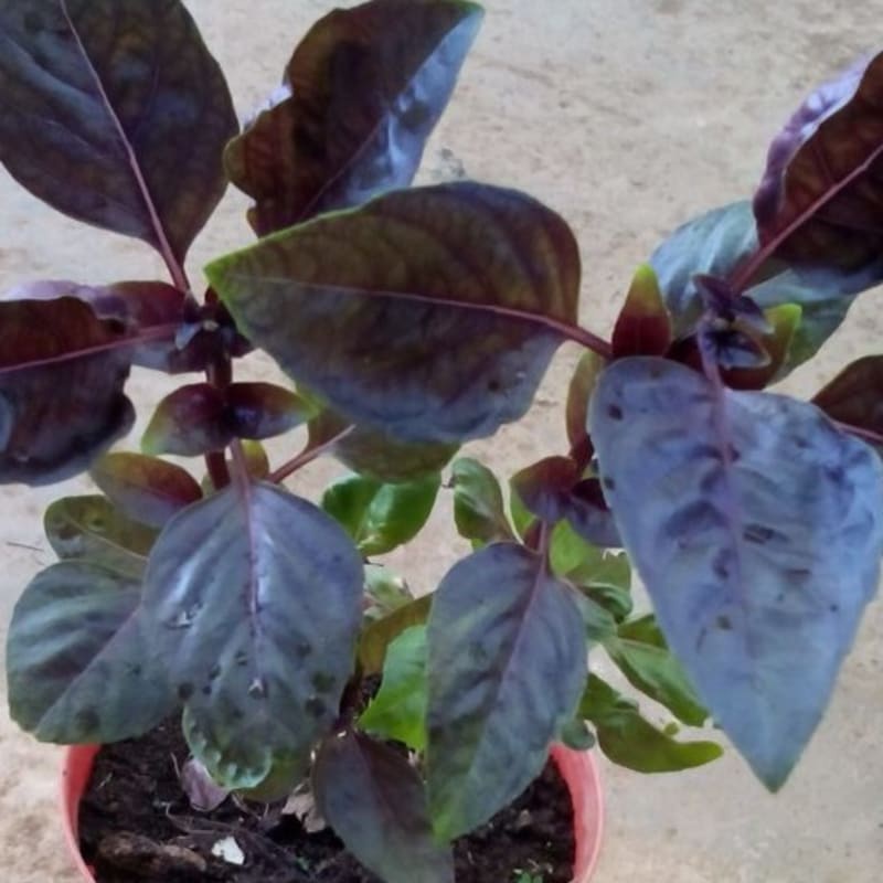 Tanaman Basil Ungu | Pohon Basil Ungu