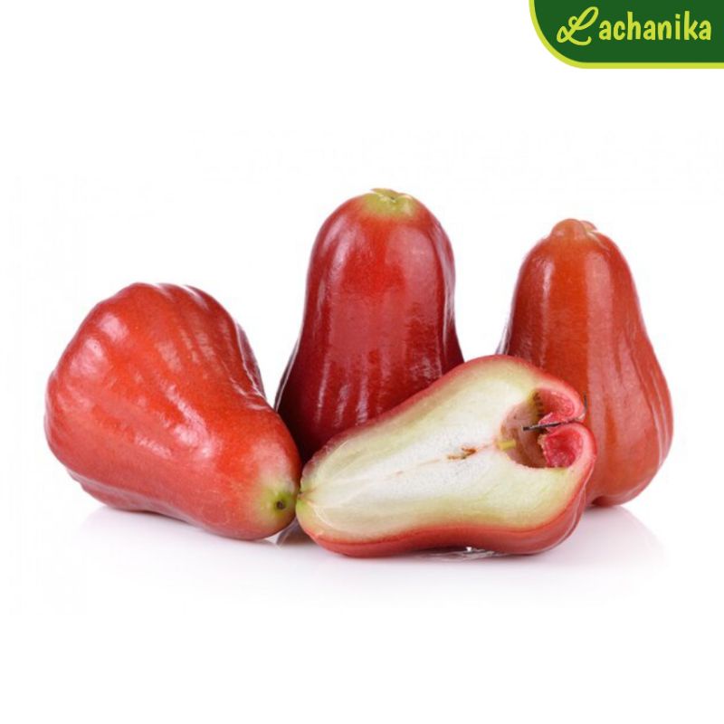 

Jambu Air / Jambu Merah Citra