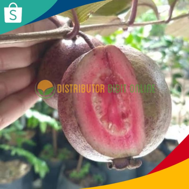 Bibit Jambu Biji Merah Australia / Red Australia