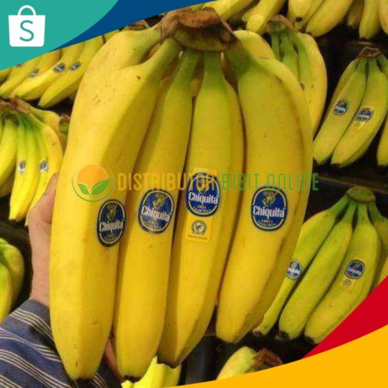 Bibit Tanaman Pisang Cavendish  Sunpride