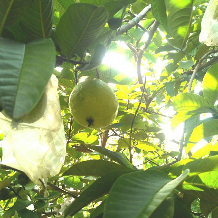 

jambu merah/jambu biji/ buah segar langsung dr pohon