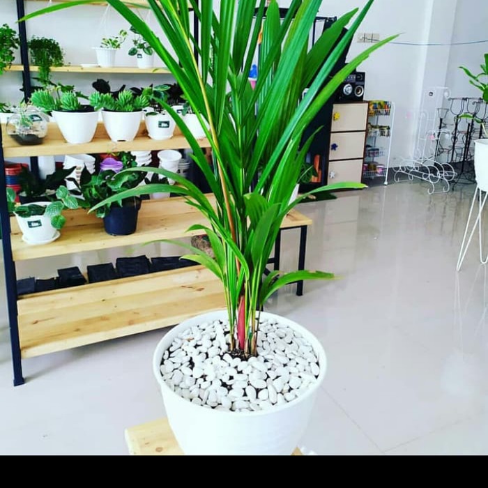 ✨COD Pohon Palem Merah 1 Meter  Pot Putih Terbaru