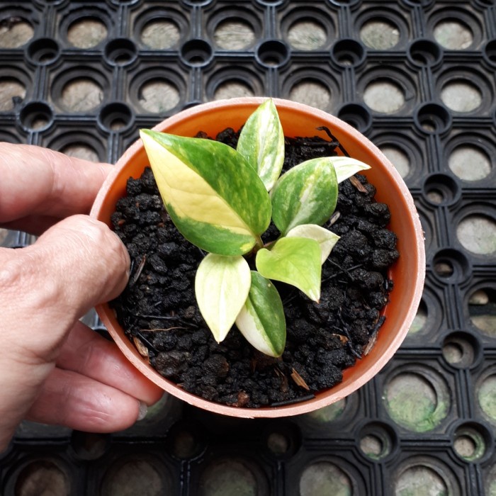 ✨COD Jemani Cobra Varian Varigata Anthurium Jenmanii Diskon