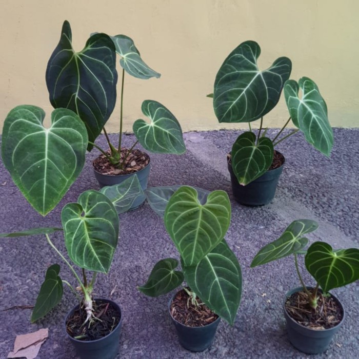[New Ori] Anthurium Regale Ukuran Sedang Bisa Sameday