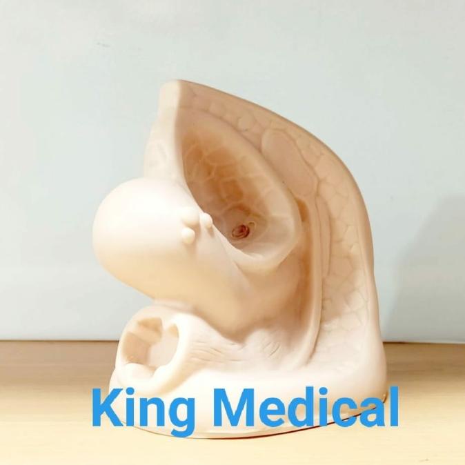 Baru Manekin Phantom Alat Peraga Reproduksi Wanita/Cateter GL 9408-02