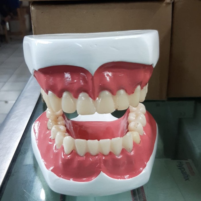 MD - Phantom Gigi / Phantom Dental Gigi Dewasa