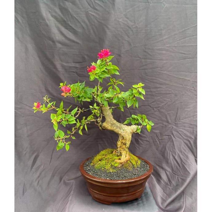 Bibit bonsai bugenvil / tanaman hias bonsai bugenvil singapure