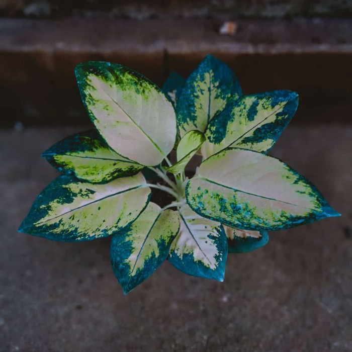 [New Ori] Tanaman Hias Aglonema Kochin Cahaya Realpict Berkualitas