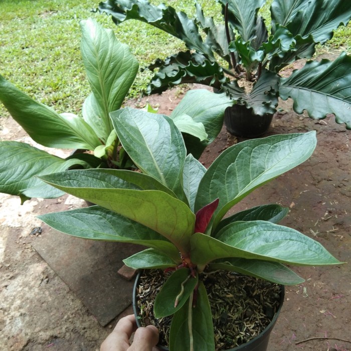 [New Ori] Paket 3 Jenis Tanaman Hias Anthurium Gelombang Cinta Kobra  Tanduk Bisa Gojek