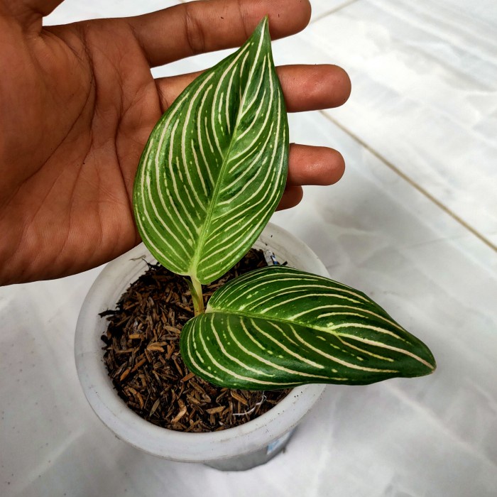 [New Ori] Aglonema Golden Hope Anakan Real Photo Terbaru