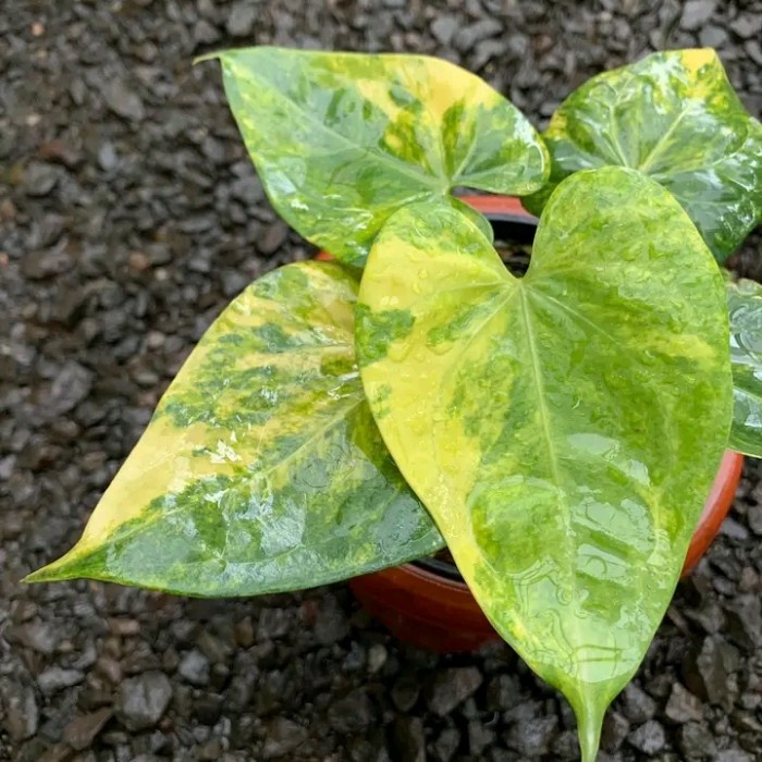 [New Ori] Tanaman Hias Anthurium Prodactyl Variegata/Prodactyl Varigata Bisa Gojek