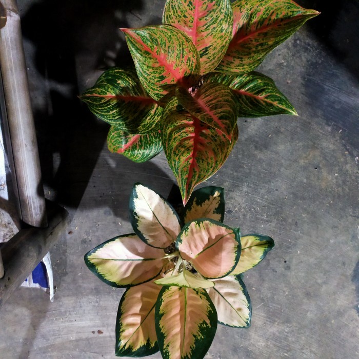 [New Ori] Aglonema Monalisa White Diskon