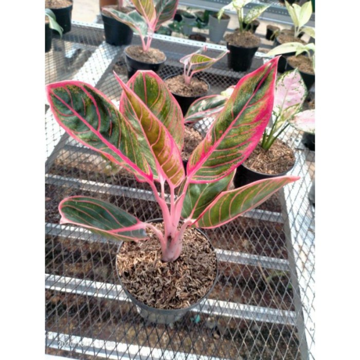[New Ori] Aglonema Kanza - Bisa Sameday