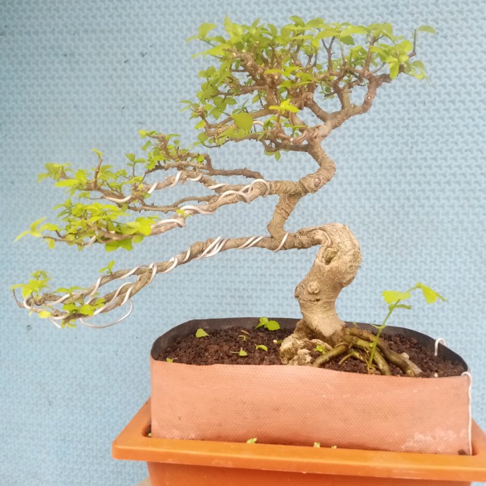 [New Ori] Bonsai Serut Mame On The Rock Meliuk Karakter Tua Prospek Terbaru