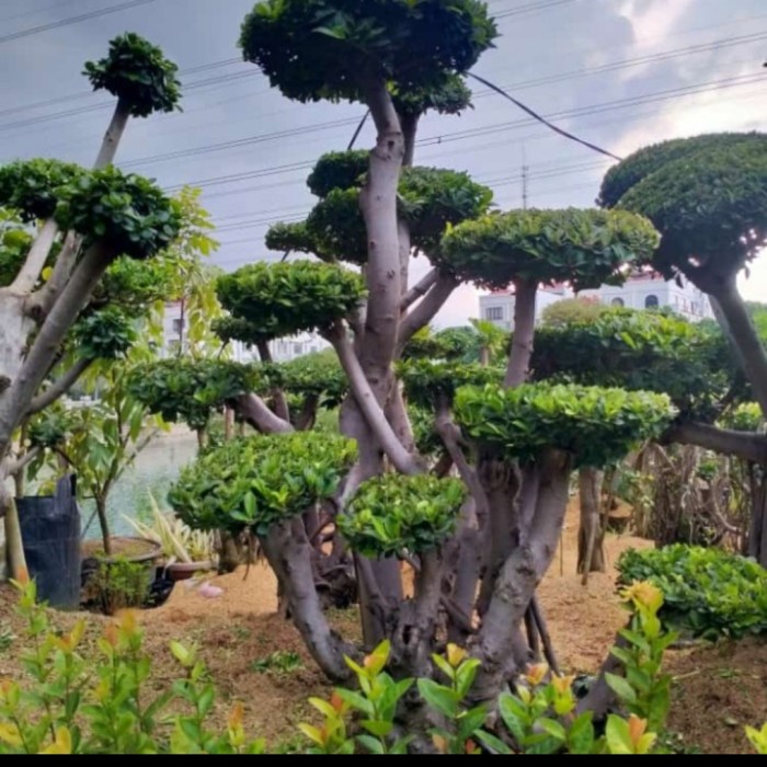 [New Ori] Pohon Bonsai Beringin Elegan Bisa Sameday