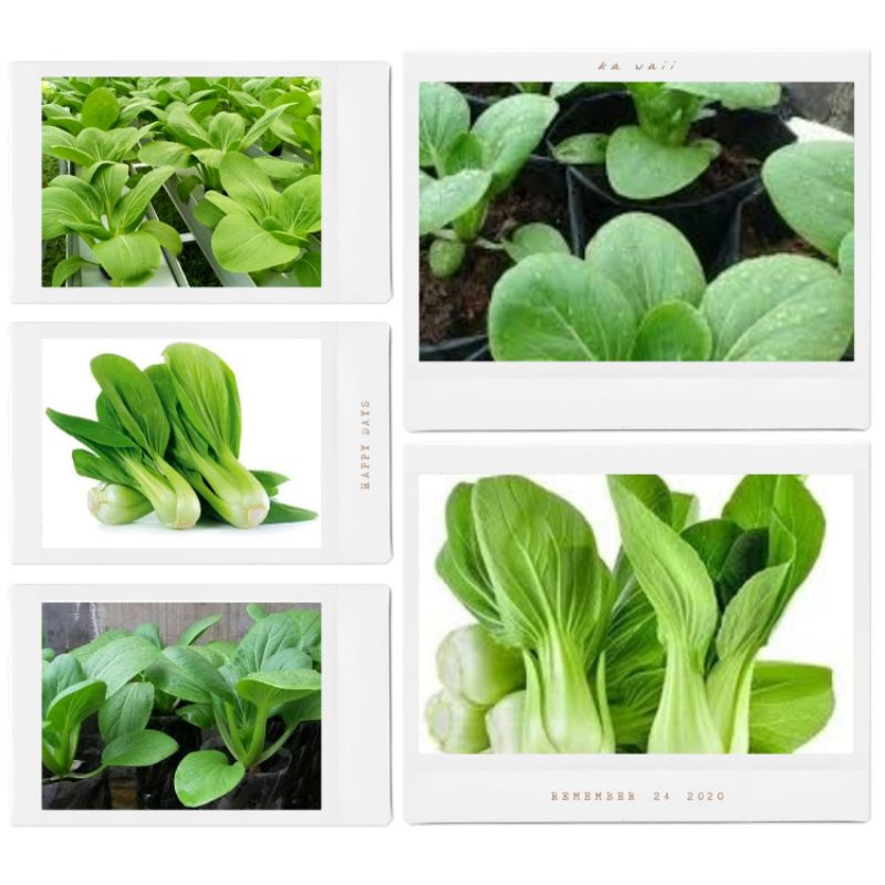 500biji benih sawi pakcoy super isi kemasan repak benih pakcoy kualitas unggul