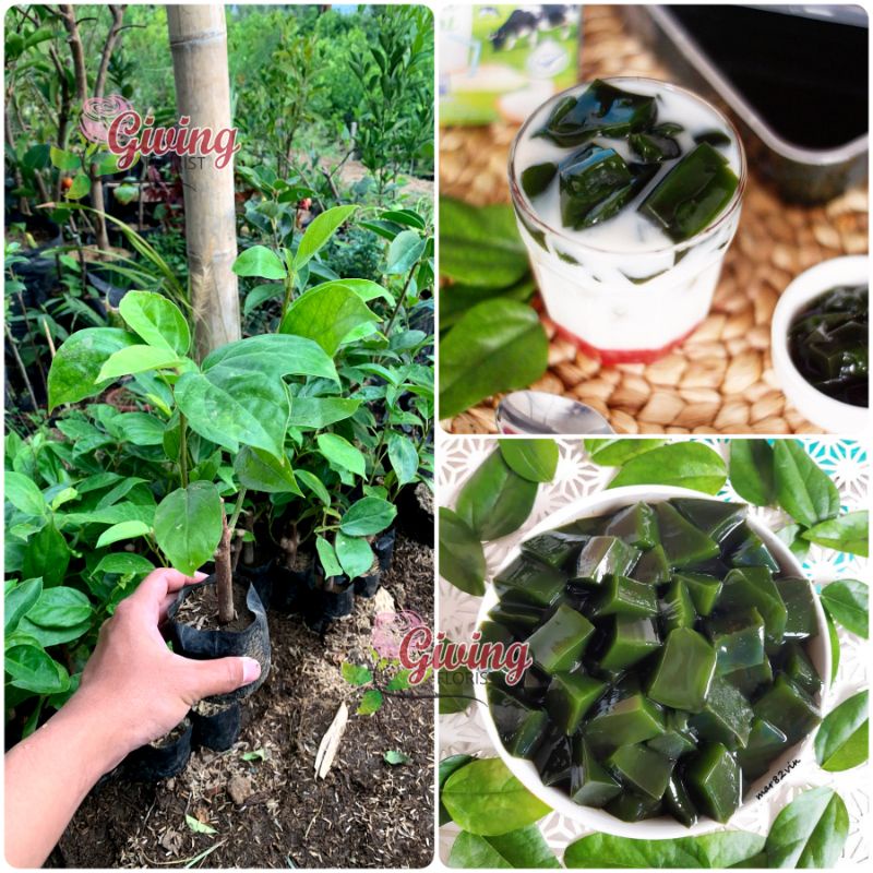 Bibit Tanaman Cincau Perdu / Cincau Hijau
