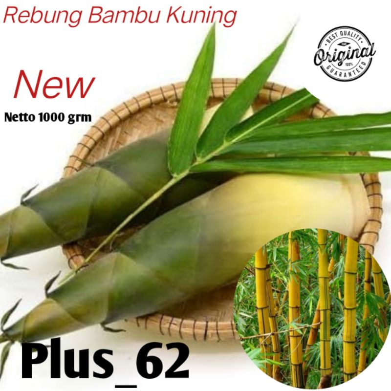 

Rebung bambu kuning rebung bambu muda Asli Rebung Bambu Kuning