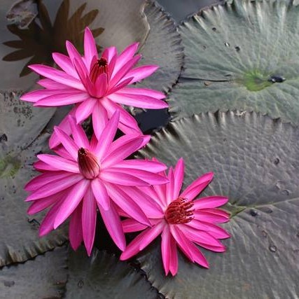 TERATAI RUBRA MERAH BUNGA BESAR DAUN MERAH/ TANAMAN HIAS TERATAI MERAH