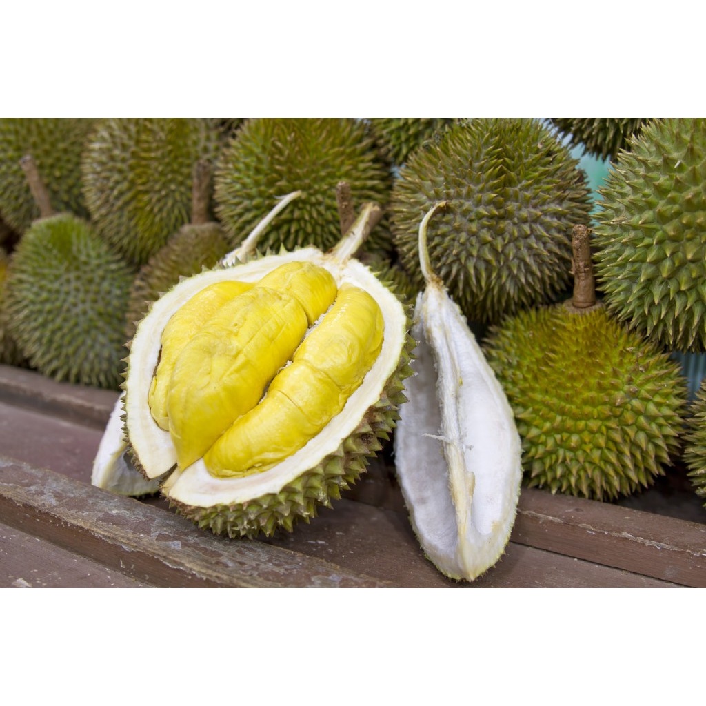 Bibit buah durian montong cepat berbuah