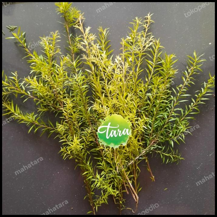 

HOT DEAL DAUN WANGI MALALEUCA BRACTEATA, REVOLUTION GOLDEN RANGKAIAN BUNGA !!!!!!