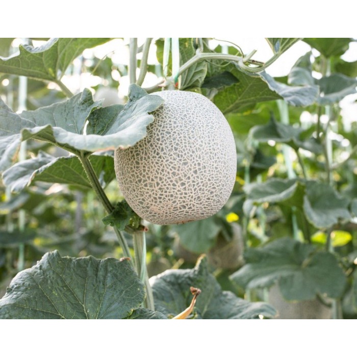 Benih Melon Rz Sagami - 100 Seed Kemasan Repacking