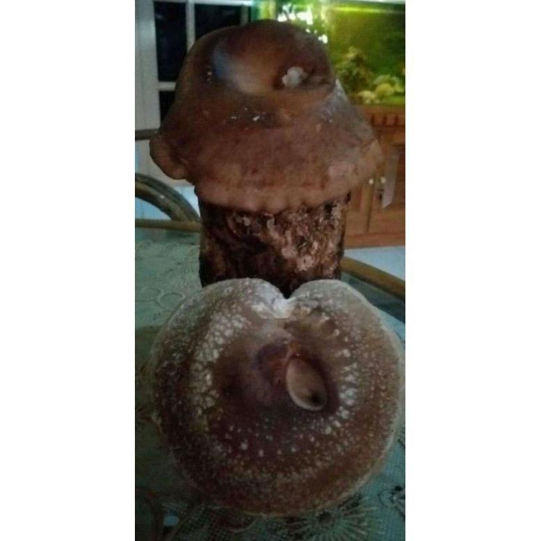 

Terbaik! Baglog jamur Shitake