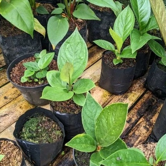 DIARY PETANI - 3 Plant Tanaman Anthurium Jemani Mangkok Remaja Mewah