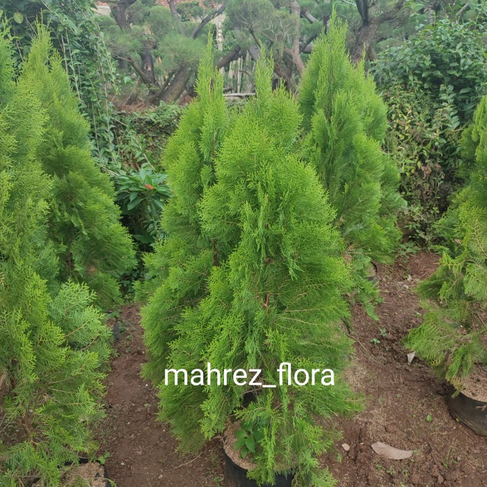 [New] Pohon Cemara Kipas 2 Meter Terbaru