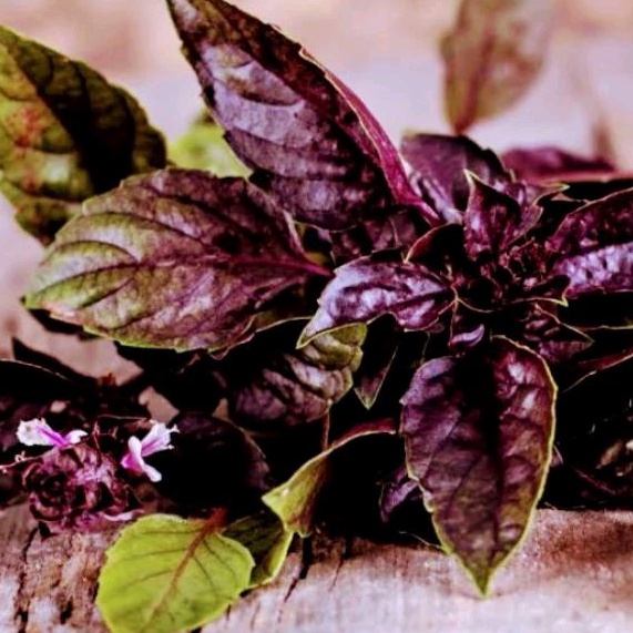20 Butir Biji/Benih Basil dark opal/Basil ungu daun opal