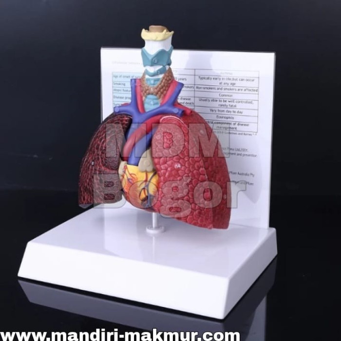 

Alat Peraga Paru-Paru Manusia Model Anatomi Sistem Pernapasan