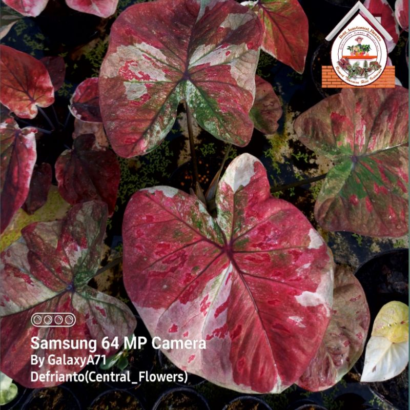 Bibit  Keladi /  Anakan Caladium "NGAMONG WAN" koleksian - keladi hias hybrid / Keladi  Thailand imp