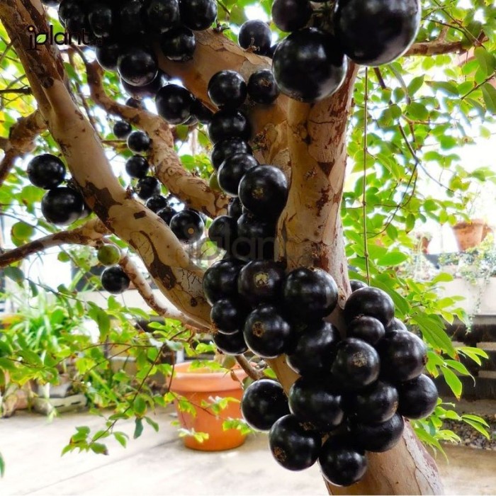 Tanaman Buah Anggur Brazil / Bibit Pohon Buah Anggur Brazil EE44