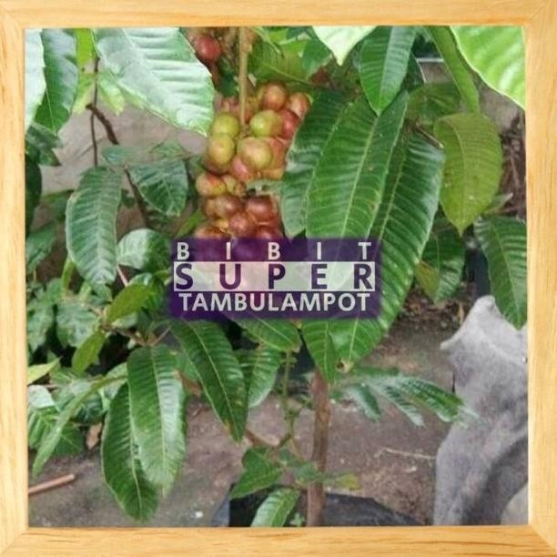 READY Bibit Tanaman Buah Matoa Okulasi Stek TGBU1