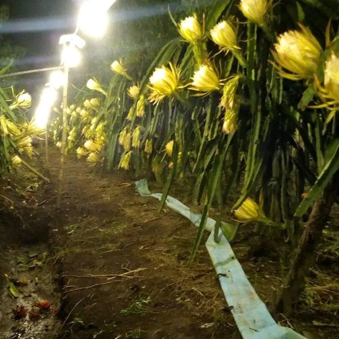 READY Bibit Tanaman Buah Naga Kuning Golden
