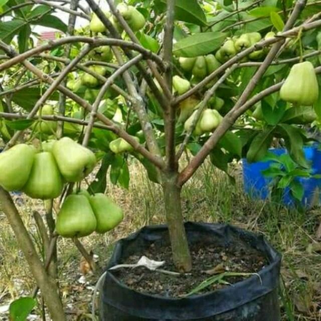 READY Bibit Tanaman Buah Jambu Air Madu Deli Jumbo